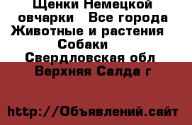 Щенки Немецкой овчарки - Все города Животные и растения » Собаки   . Свердловская обл.,Верхняя Салда г.